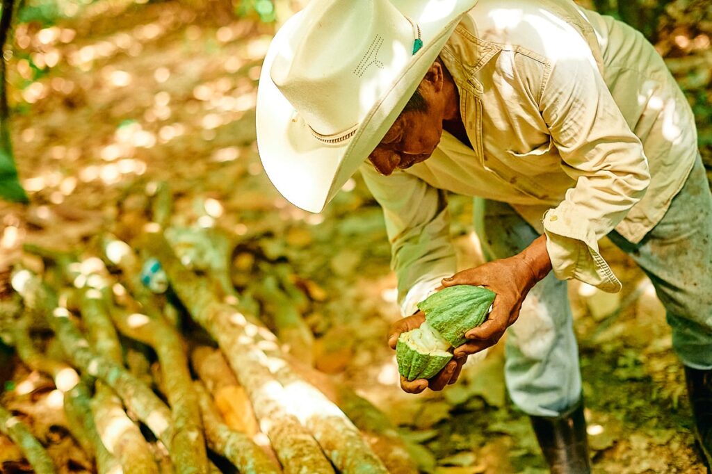 Hoy se celebra el Día Nacional del Cacao y el Chocolate Greentology