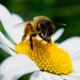 Atlas Nacional de las Abejas