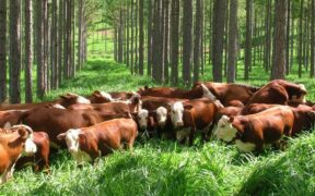Argentina agroindustrial sostenible