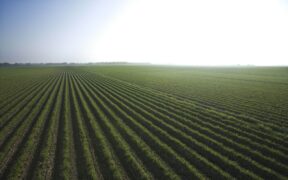 Agroindustra CoDI