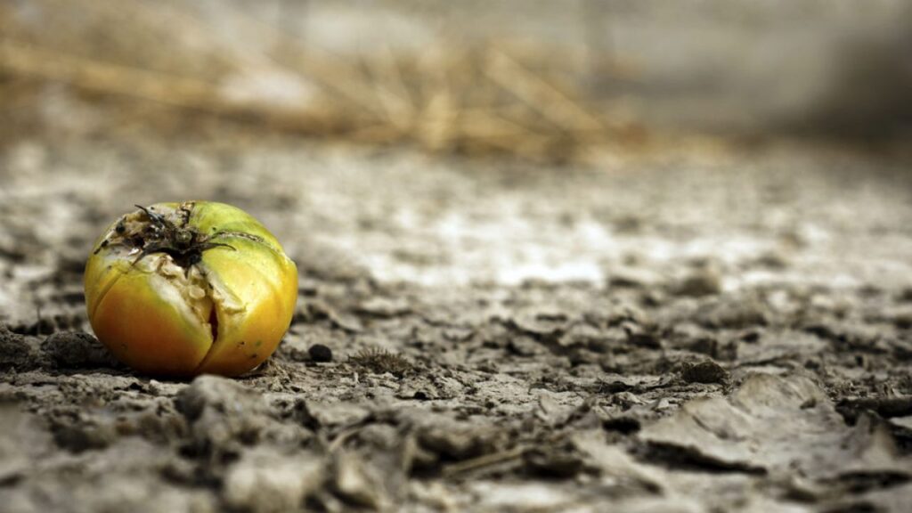 Crisis alimentaria