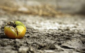 Crisis alimentaria