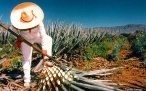 Tequila