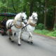 caballo