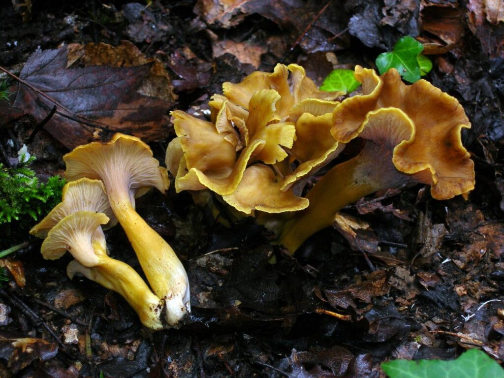 Hongos
