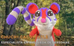 Chuchi Cacomixtle
