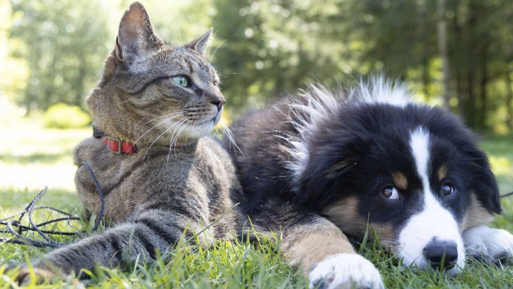 animales