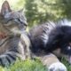 animales