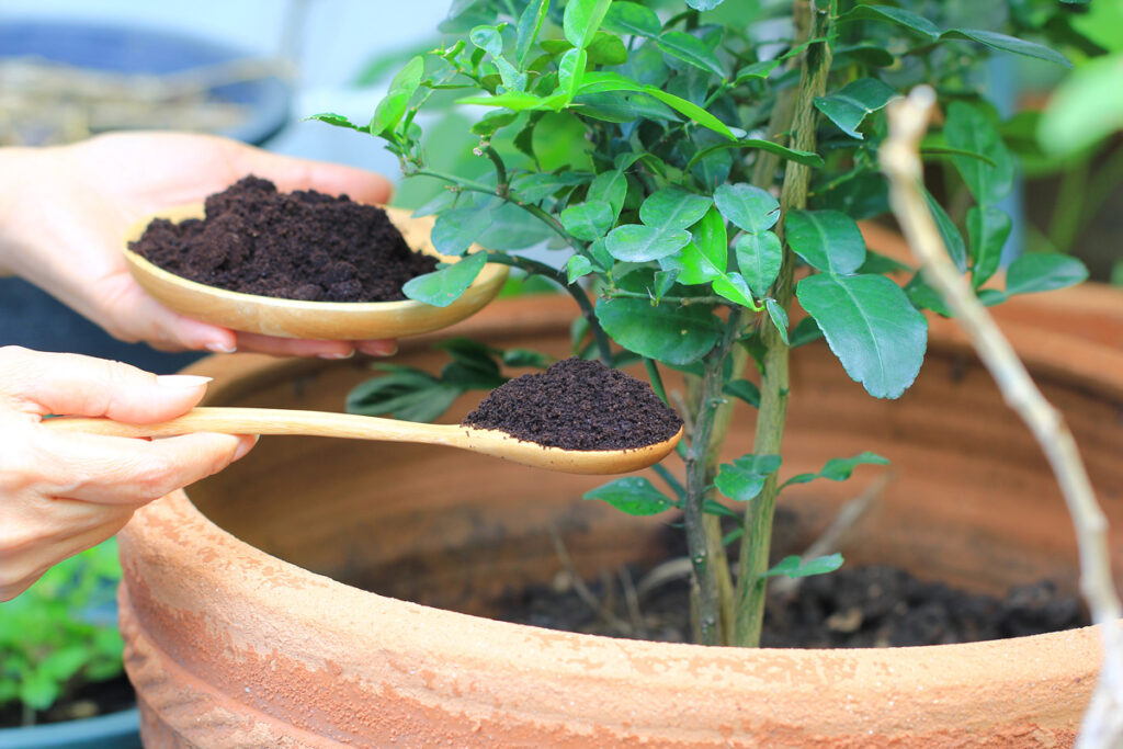 plantas