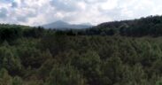 Reforestación