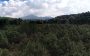 Reforestación