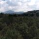 Reforestación