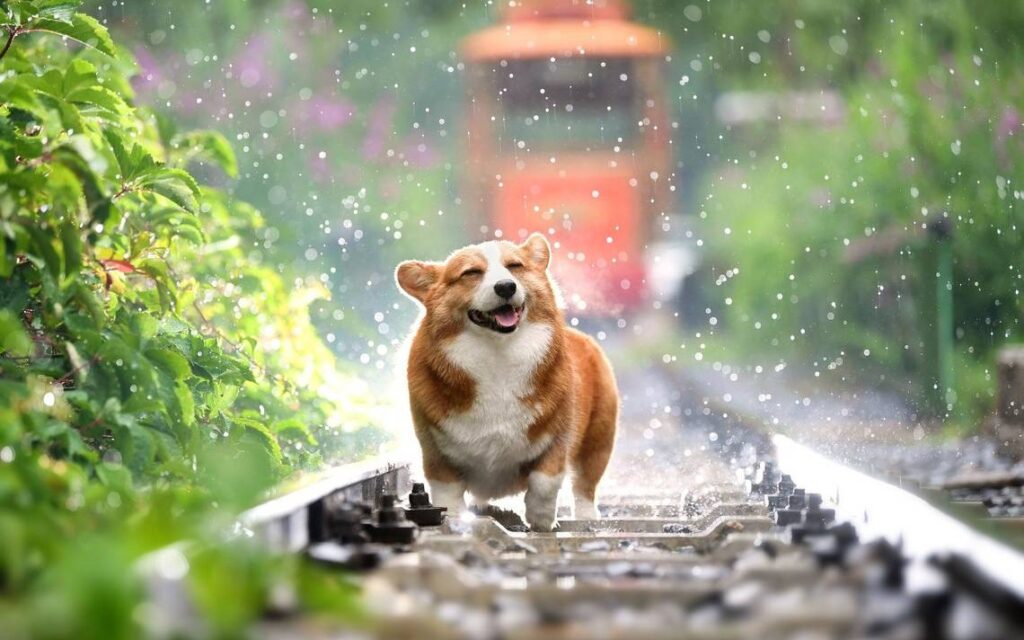 perro