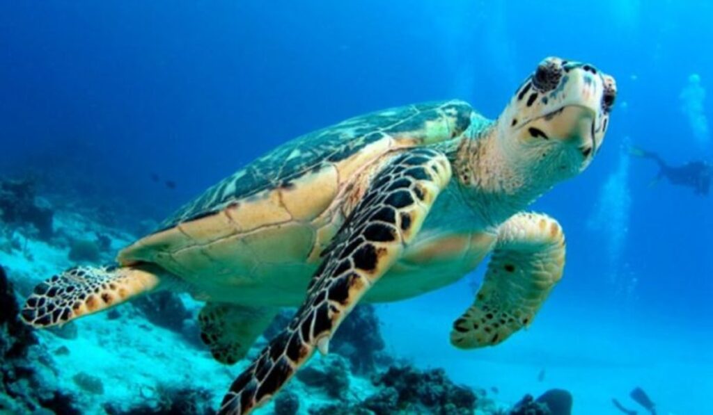 tortuga