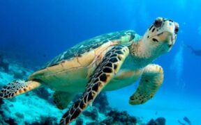 tortuga