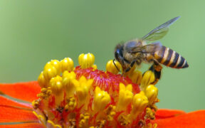 Bee2Bee