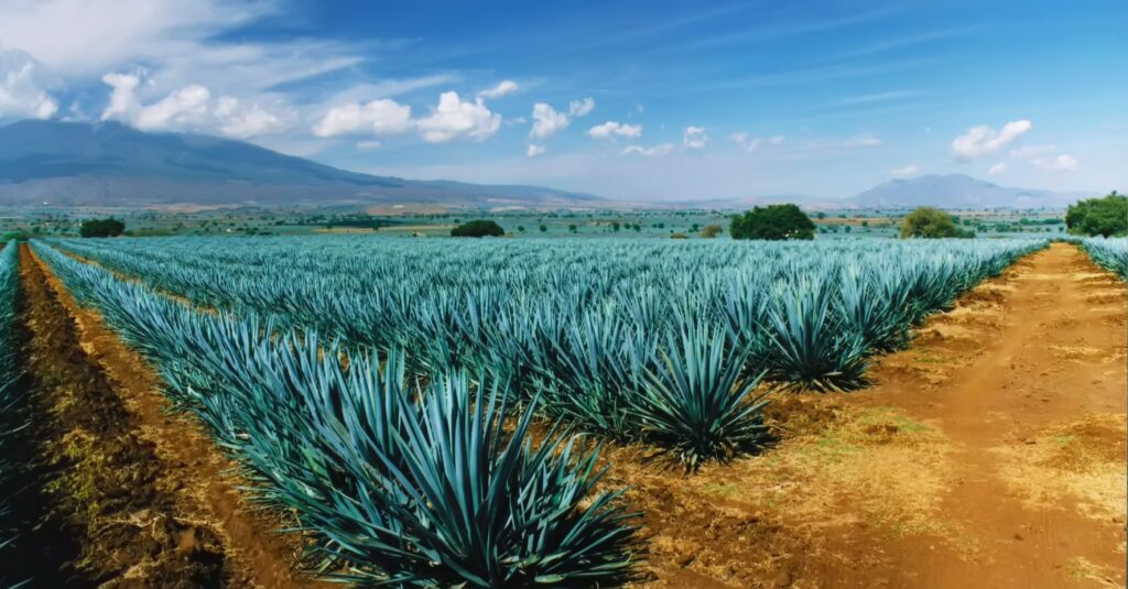 Jalisco