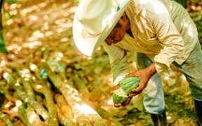 cacao