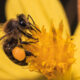 Bee2Be by Epson