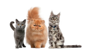 gatos