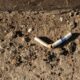 producción de tabaco