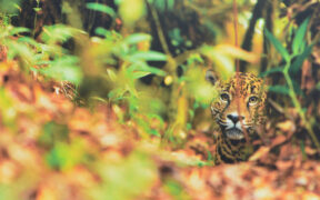 Jaguar