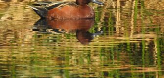 fauna en el humedal