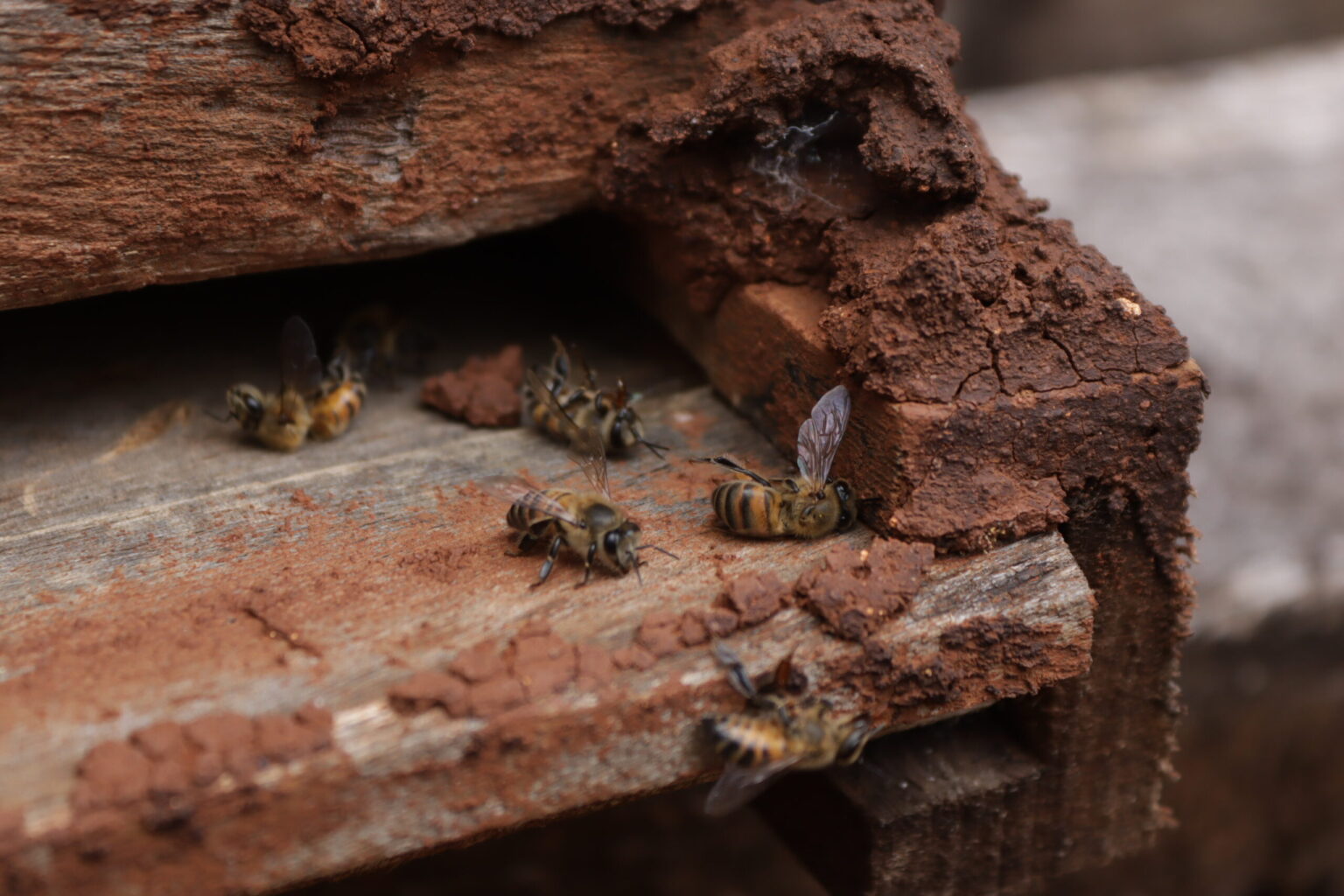 muerte masiva de abejas
