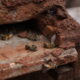 muerte masiva de abejas