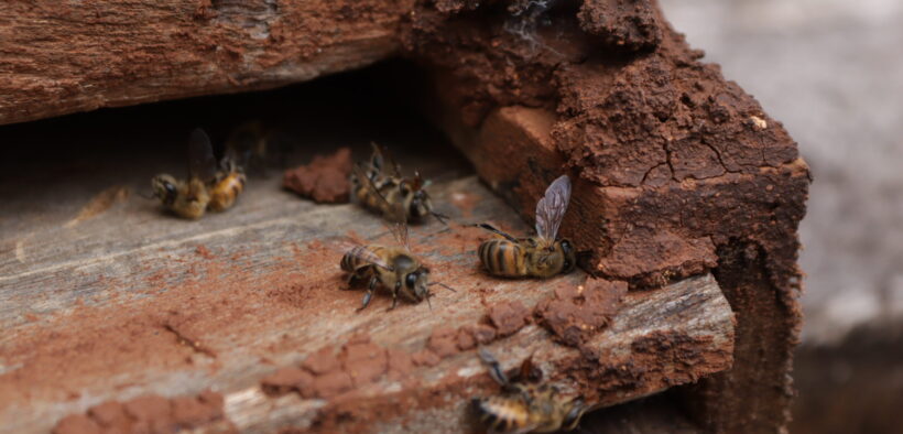 muerte masiva de abejas