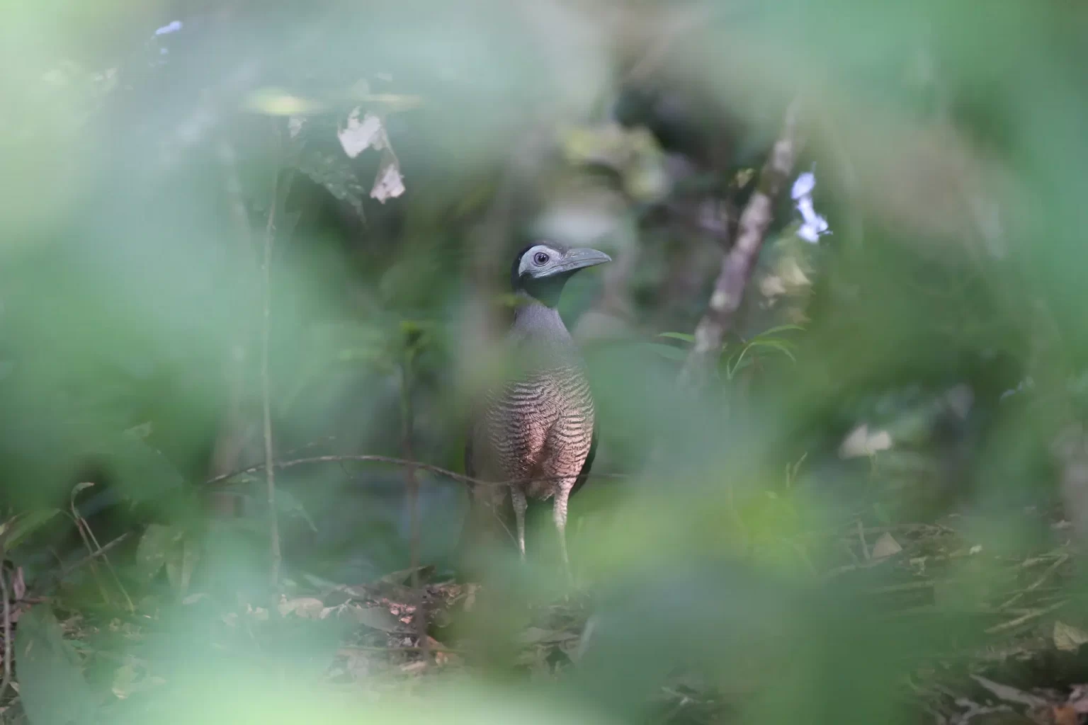 aves en declive