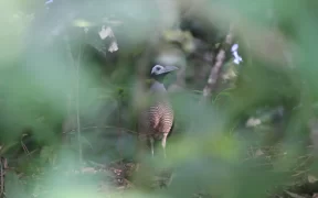 aves en declive