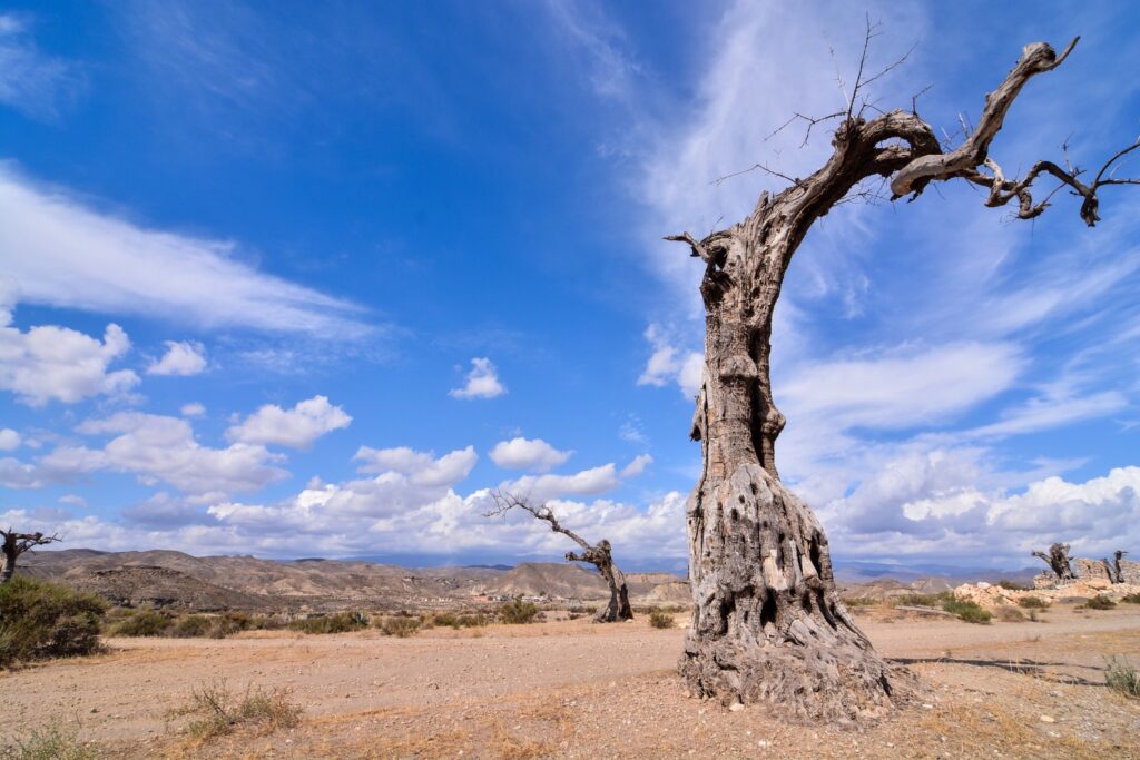 deforestación