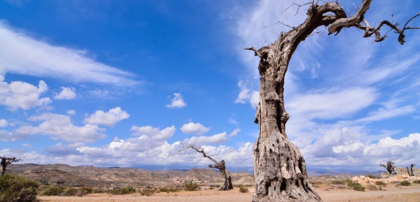 deforestación