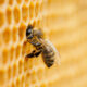 ecocidio de abejas