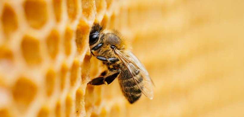 ecocidio de abejas