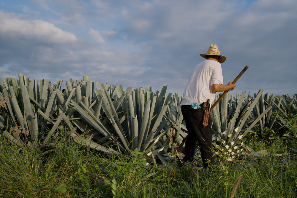 sustentabilidad del agave