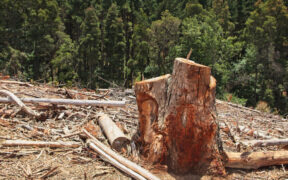 tala ilegal en la Sierra Tarahumara