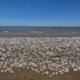 peces en la costa de texas