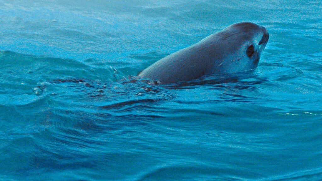 Plan de Acción para detener la extinción de la vaquita marina
