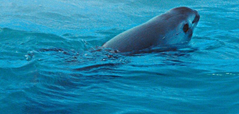 Plan de Acción para detener la extinción de la vaquita marina