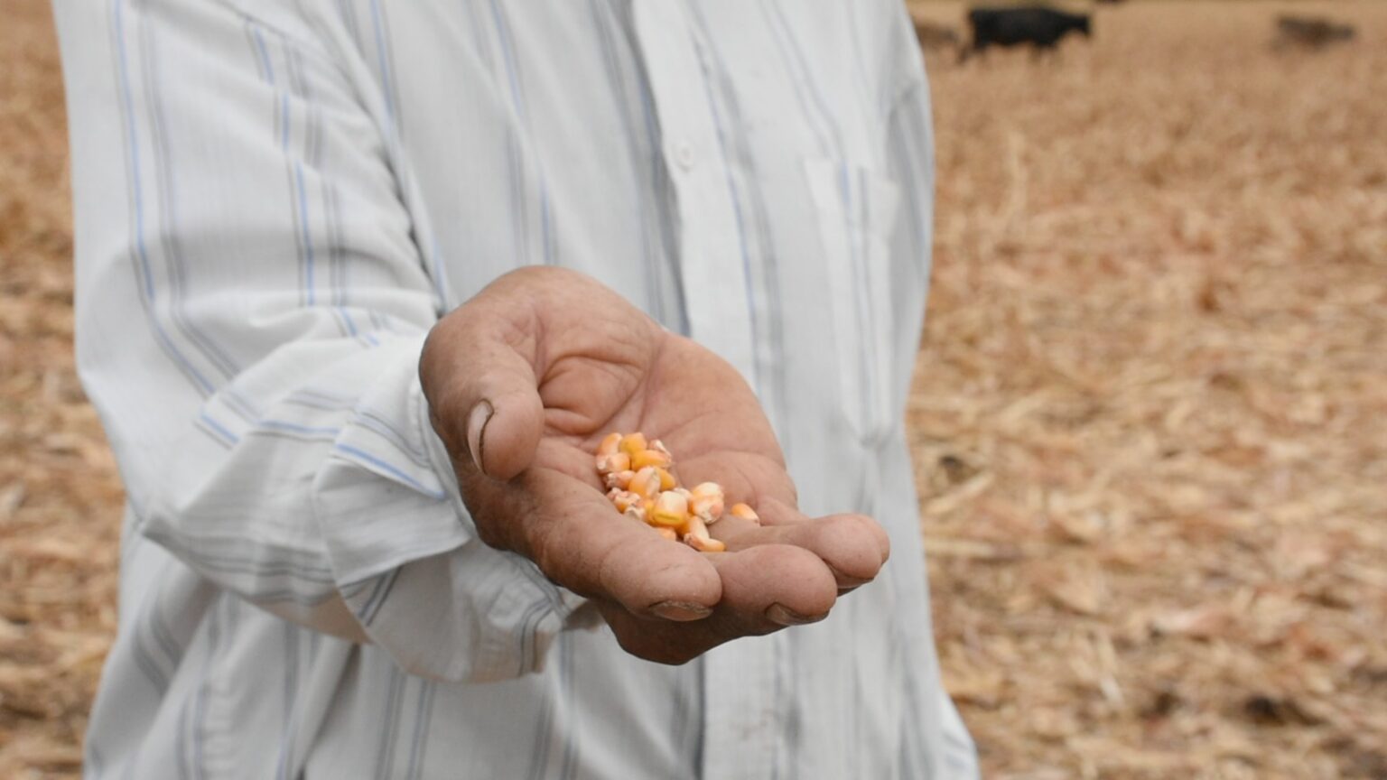 conservación del campo
