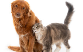 conviven perros y gatos