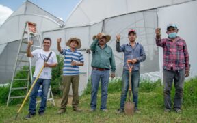 producción de jitomate