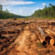 se pierden bosques