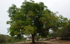 Día del Árbol en México