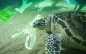 Bolsas de Plástico
