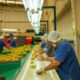 demanda de productos básicos