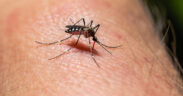 dengue