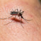 dengue